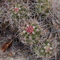 Echinocereus-mojavensis-Mojave-kingcup-cactus-Barker-Dam-trail-Joshua-Tree-NP-2016-03-05-IMG 6553