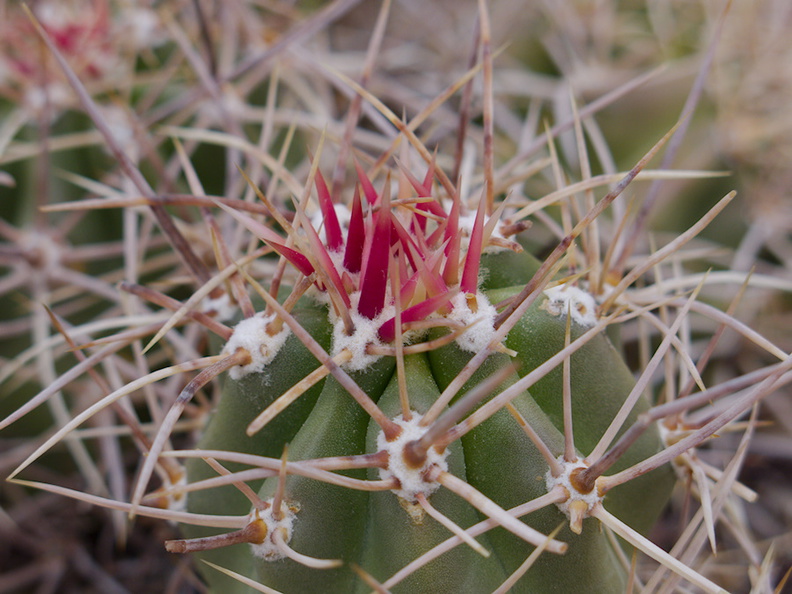 Echinocereus-mojavensis-Mojave-kingcup-cactus-Barker-Dam-trail-Joshua-Tree-NP-2016-03-05-IMG_6557.jpg