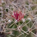 Echinocereus-mojavensis-Mojave-kingcup-cactus-Barker-Dam-trail-Joshua-Tree-NP-2016-03-05-IMG 6557