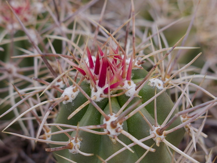 Echinocereus-mojavensis-Mojave-kingcup-cactus-Barker-Dam-trail-Joshua-Tree-NP-2016-03-05-IMG 6557