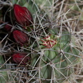 Echinocereus-mojavensis-kingcup-cactus-in-bud-Barker-Dam-trail-Joshua-Tree-NP-2018-03-15-IMG 3933