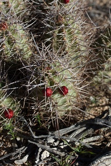 Echinocereus-mojavensis-kingcup-cactus-in-bud-Hidden-Valley-Joshua-Tree-NP-2017-03-16-IMG 4123