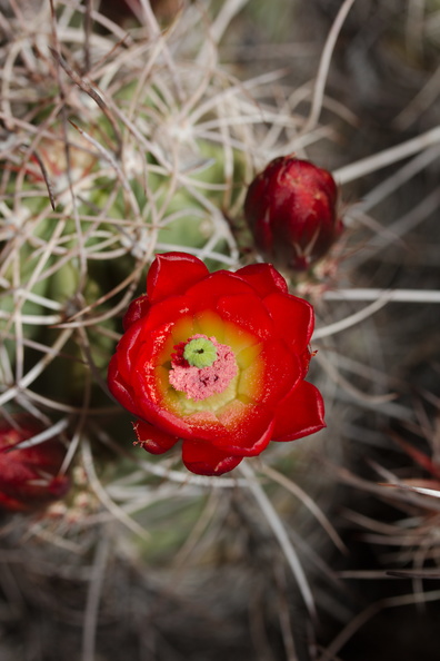 Echinocereus-mojavensis-mojave-kingcup-cactus-Hidden-Valley-Joshua-Tree-NP-2017-03-25-IMG_4399.jpg
