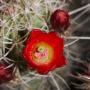 Echinocereus-mojavensis-mojave-kingcup-cactus-Hidden-Valley-Joshua-Tree-NP-2017-03-25-IMG 4399