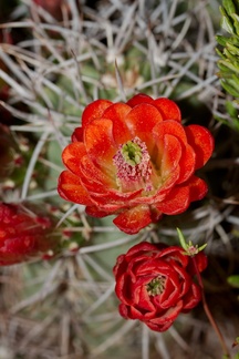 Echinocereus-mojavensis-mojave-kingcup-cactus-Hidden-Valley-Joshua-Tree-NP-2017-03-25-IMG 4415