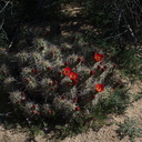 Echinocereus-mojavensis-mojave-kingcup-cactus-Hidden-Valley-Joshua-Tree-NP-2017-03-25-IMG 4450