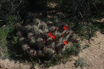 Echinocereus-mojavensis-mojave-kingcup-cactus-Hidden-Valley-Joshua-Tree-NP-2017-03-25-IMG 4450