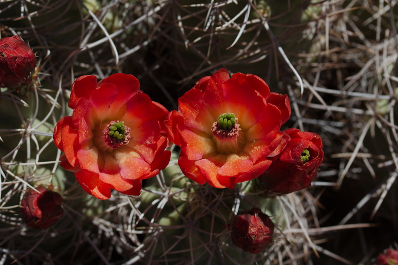 Echinocereus-mojavensis-mojave-kingcup-cactus-Hidden-Valley-Joshua-Tree-NP-2017-03-25-IMG_4456.jpg