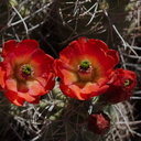 Echinocereus-mojavensis-mojave-kingcup-cactus-Hidden-Valley-Joshua-Tree-NP-2017-03-25-IMG 4456