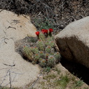 Echinocereus-mojavensis-mojave-kingcup-cactus-Hidden-Valley-Joshua-Tree-NP-2017-03-25-IMG 4498