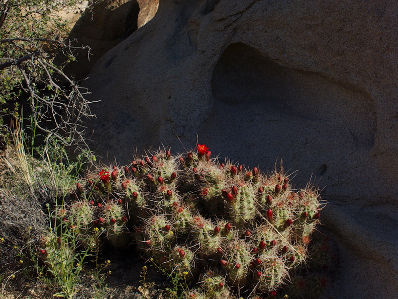 Echinocereus-mojavensis-mojave-kingcup-cactus-Hidden-Valley-Joshua-Tree-NP-2017-03-25-IMG_7881.jpg