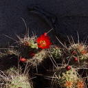 Echinocereus-mojavensis-mojave-kingcup-cactus-Hidden-Valley-Joshua-Tree-NP-2017-03-25-IMG 7884