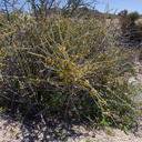 Ephedra-californica-staminate-cones-Cottonwood-Spring-Joshua-Tree-NP-2017-03-14-IMG 7396