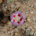Eremalche-rotundifolia-desert-five-spot-south-Joshua-Tree-NP-2017-03-24-IMG 4287