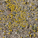 Eriophyllum-wallacei-woolly-daisy-Pinto-Basin-Rd-N-of-pass-Joshua-Tree-NP-2018-03-15-IMG 3986