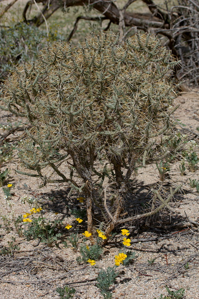 Eschscholzia-glyptosperma-desert-gold-poppy-Joshua-Tree-NP-2016-03-04-IMG_2860.jpg
