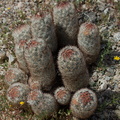 Escobaria-vivipara-foxtail-cactus-Pinto-Basin-Rd-N-of-pass-Joshua-Tree-NP-2018-03-15-IMG_3991.jpg