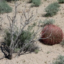Ferocactus-cylindraceus-California-barrel-cactus-Cottonwood-Spring-Joshua-Tree-NP-2017-03-14-IMG 3879