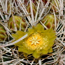 Ferocactus-cylindraceus-California-barrel-cactus-Joshua-Tree-NP-2017-03-25-IMG 4347