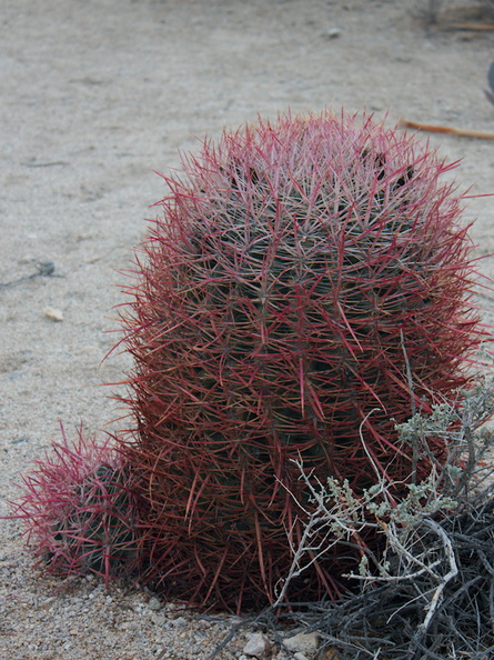 Ferocactus-cylindraceus-barrel-cactus-Joshua-Tree-NP-2017-01-02-IMG_3707.jpg