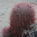 Ferocactus-cylindraceus-barrel-cactus-Joshua-Tree-NP-2017-01-02-IMG 3707