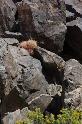Ferocactus-cylindraceus-barrel-cactus-growing-between-rocks-Joshua-Tree-NP-2016-03-04-IMG 6518