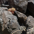 Ferocactus-cylindraceus-barrel-cactus-growing-between-rocks-Joshua-Tree-NP-2016-03-04-IMG 6518