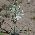 Hesperocallis-undulata-desert-lily-Fried-Liver-Wash-Pinto-Basin-Rd-Joshua-Tree-NP-2017-03-16-IMG 4167