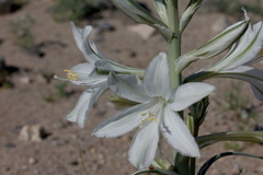 Hesperocallis-undulata-desert-lily-Fried-Liver-Wash-Pinto-Basin-Rd-Joshua-Tree-NP-2017-03-16-IMG 4174