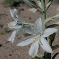 Hesperocallis-undulata-desert-lily-Fried-Liver-Wash-Pinto-Basin-Rd-Joshua-Tree-NP-2017-03-16-IMG 4174