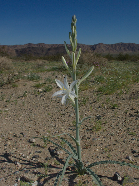 Hesperocallis-undulata-desert-lily-Fried-Liver-Wash-Pinto-Basin-Rd-Joshua-Tree-NP-2017-03-16-IMG_7643.jpg