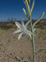 Hesperocallis-undulata-desert-lily-Fried-Liver-Wash-Pinto-Basin-Rd-Joshua-Tree-NP-2017-03-16-IMG 7646