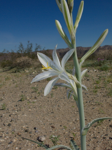 Hesperocallis-undulata-desert-lily-Fried-Liver-Wash-Pinto-Basin-Rd-Joshua-Tree-NP-2017-03-16-IMG_7646.jpg