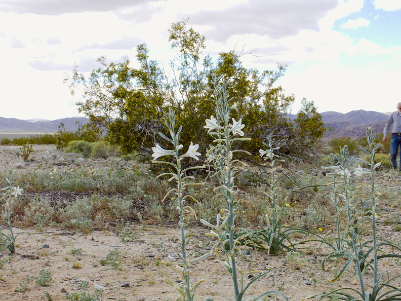 Hesperocallis-undulata-desert-lily-Joshua-Tree-NP-2017-03-25-IMG_8017.jpg