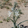 Hesperocallis-undulata-desert-lily-south-Joshua-Tree-NP-2017-03-24-IMG 4270