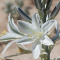Hesperocallis-undulata-desert-lily-south-Joshua-Tree-NP-2017-03-24-IMG 4271