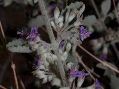 Hyptis-emoryi-desert-lavender-Fried-Liver-Wash-Pinto-Basin-Rd-Joshua-Tree-NP-2017-03-16-IMG 4150