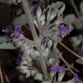 Hyptis-emoryi-desert-lavender-Fried-Liver-Wash-Pinto-Basin-Rd-Joshua-Tree-NP-2017-03-16-IMG 4150