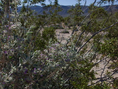 Hyptis-emoryi-desert-lavender-Fried-Liver-Wash-Pinto-Basin-Rd-Joshua-Tree-NP-2017-03-16-IMG 7619
