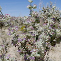 Hyptis-emoryi-desert-lavender-south-Joshua-Tree-NP-2017-03-24-IMG 7834