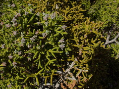 Juniperus-californica-with-cones-Joshua-Tree-NP-2016-03-05-IMG 6609