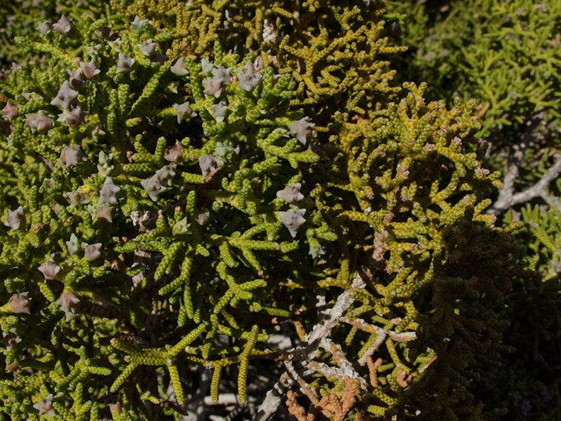 Juniperus-californica-with-cones-Joshua-Tree-NP-2016-03-05-IMG_6609.jpg