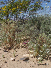 Krameria-grayi-white-ratany-creosote-bush-habitat-Cryptantha-south-Joshua-Tree-NP-2017-03-24-IMG 7756