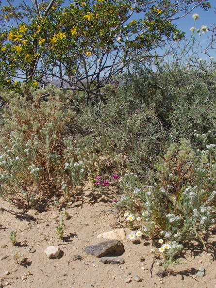 Krameria-grayi-white-ratany-creosote-bush-habitat-Cryptantha-south-Joshua-Tree-NP-2017-03-24-IMG_7756.jpg