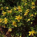 Larrea-tridentata-creosote-bush-south-Joshua-Tree-NP-2017-03-24-IMG 7818