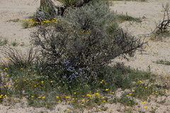 Leptosyne-californica-coreopsis-under-creosote-bush-Pinto-Basin-Rd-N-of-pass-Joshua-Tree-NP-2018-03-15-IMG 3957