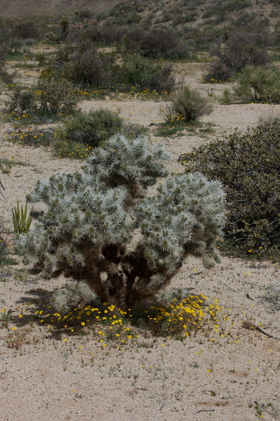 Leptosyne-californica-coreopsis-under-silver-cholla-Pinto-Basin-Rd-N-of-pass-Joshua-Tree-NP-2018-03-15-IMG_3956.jpg