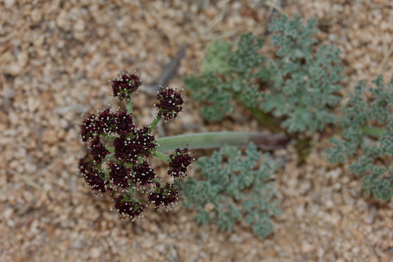 Lomatium-mohavense-desert-parsley-Barker-Dam-trail-Joshua-Tree-NP-2016-03-05-IMG_2920.jpg