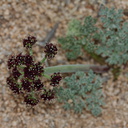 Lomatium-mohavense-desert-parsley-Barker-Dam-trail-Joshua-Tree-NP-2016-03-05-IMG 2920