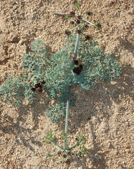 Lomatium-mohavense-mojave-wild-parsley-Hidden-Valley-Joshua-Tree-NP-2017-03-25-IMG_4405.jpg